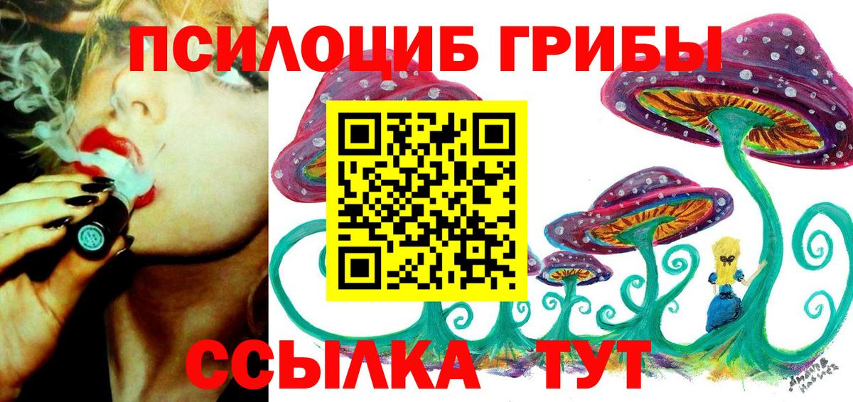 Курчалой  Галлюциногенные грибы Cubensis  Вход с VPN 