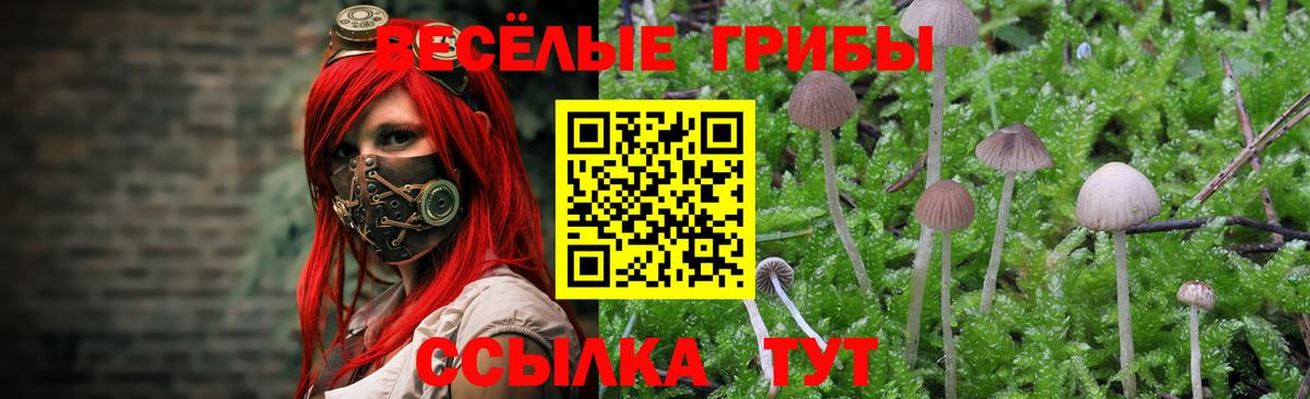 Псилоцибиновые грибы Psilocybine cubensis Курчалой
